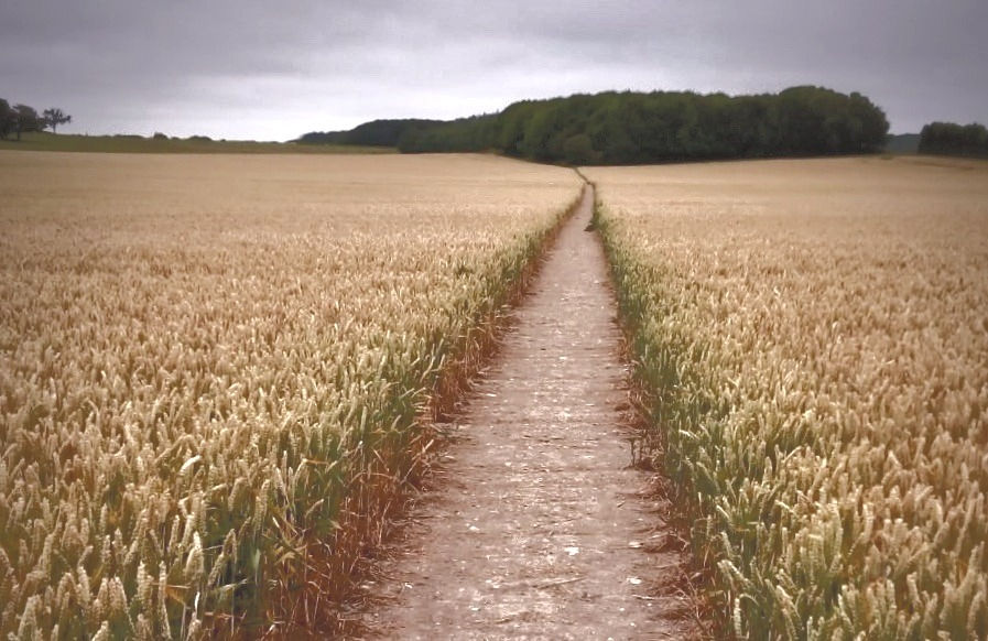 Image of a path in a field suggesting the course of Therapy