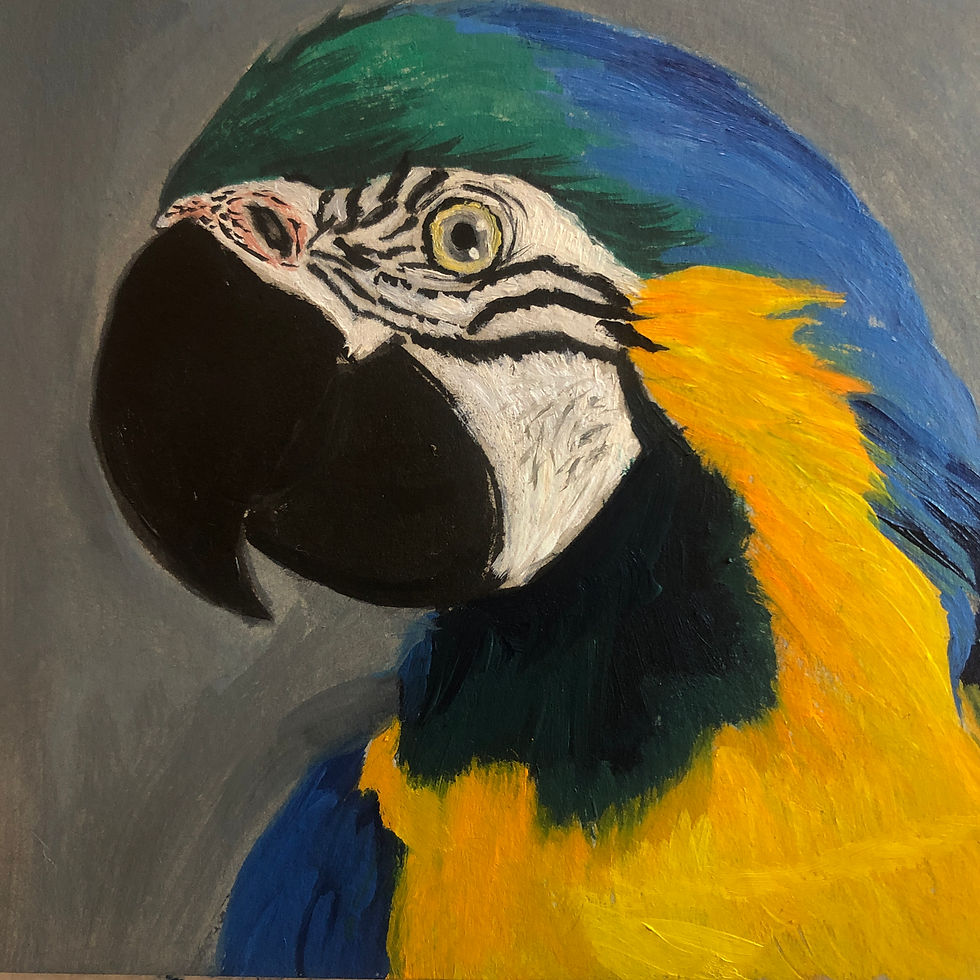 Guacamaya