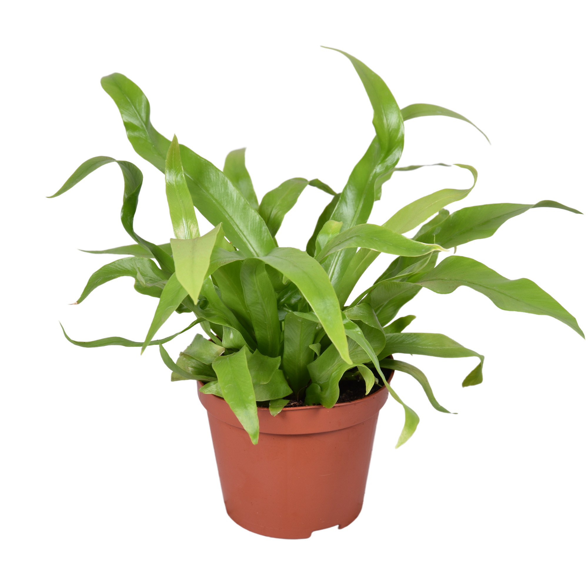 Asplenium Antiquum 8.5cm