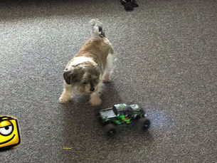 Bringing Joy to Humans and Pets: The Happiness of RC Trucks.