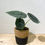 Miniature : Alocasia Melo