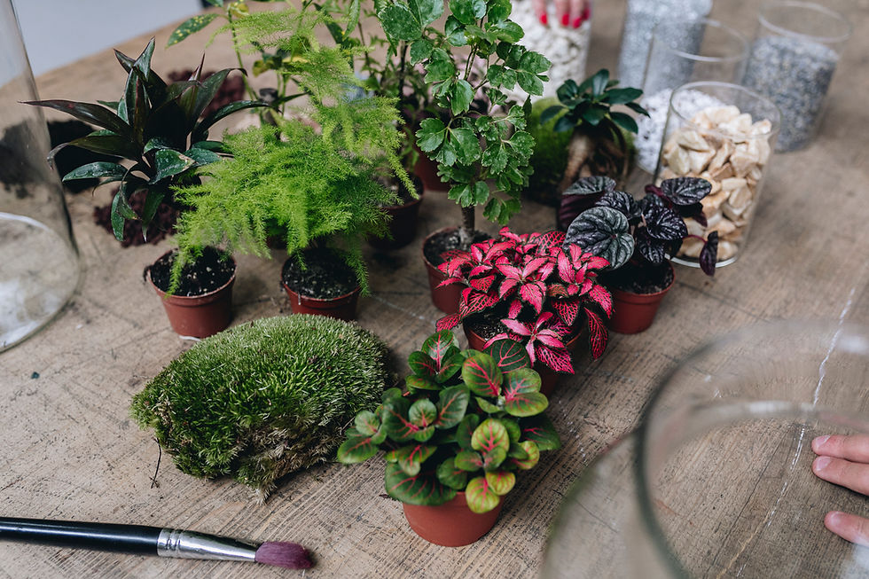 Atelier DIY terrarium à Lyon, France chez Onno avec des plantes tropicales et de la mousse boule