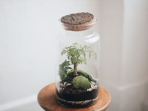 Découvrez le terrarium KIRINDY