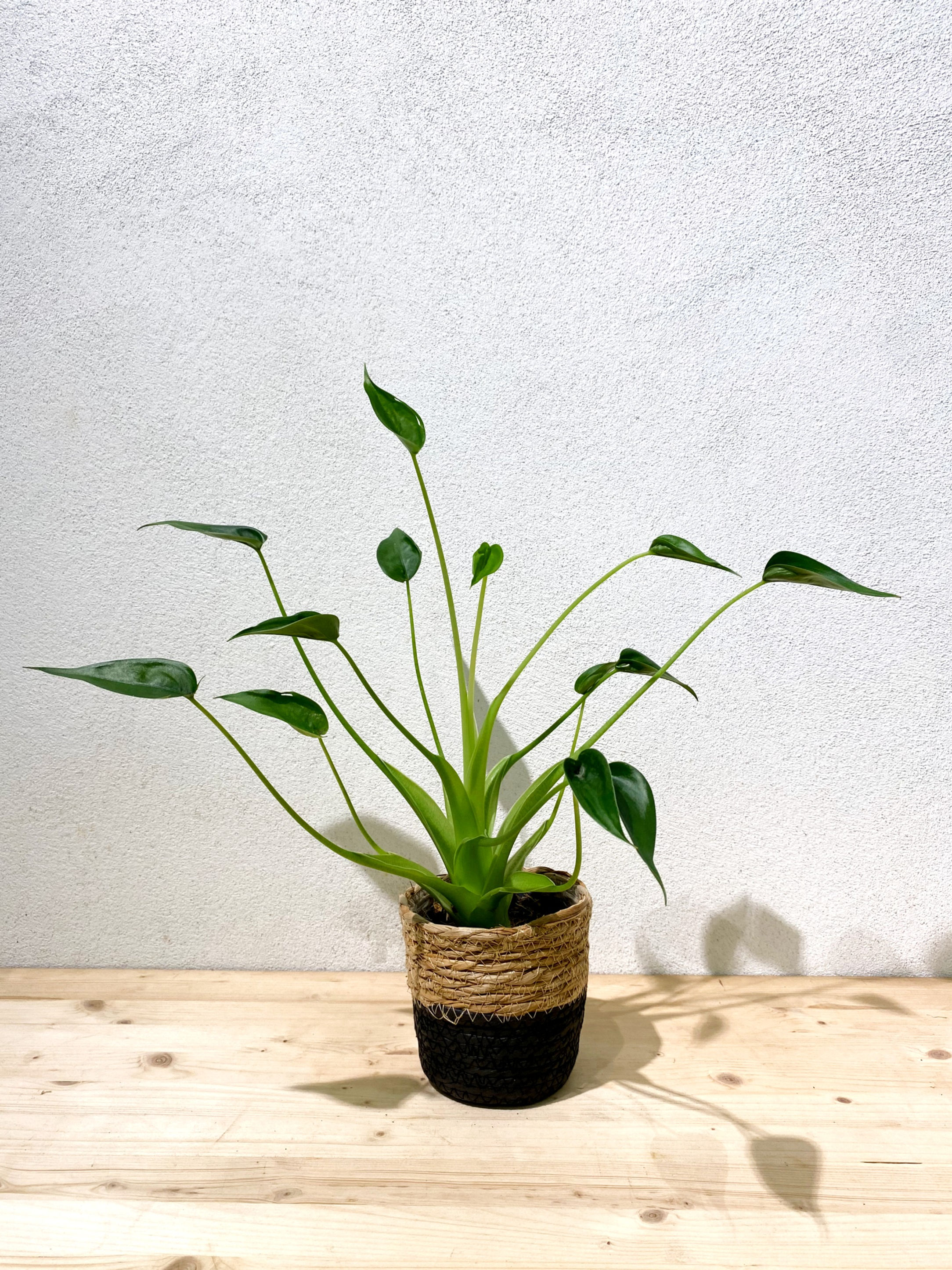 Alocasia Tiny Dancer