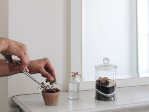 Apprendre à tailler et bouturer le fittonia