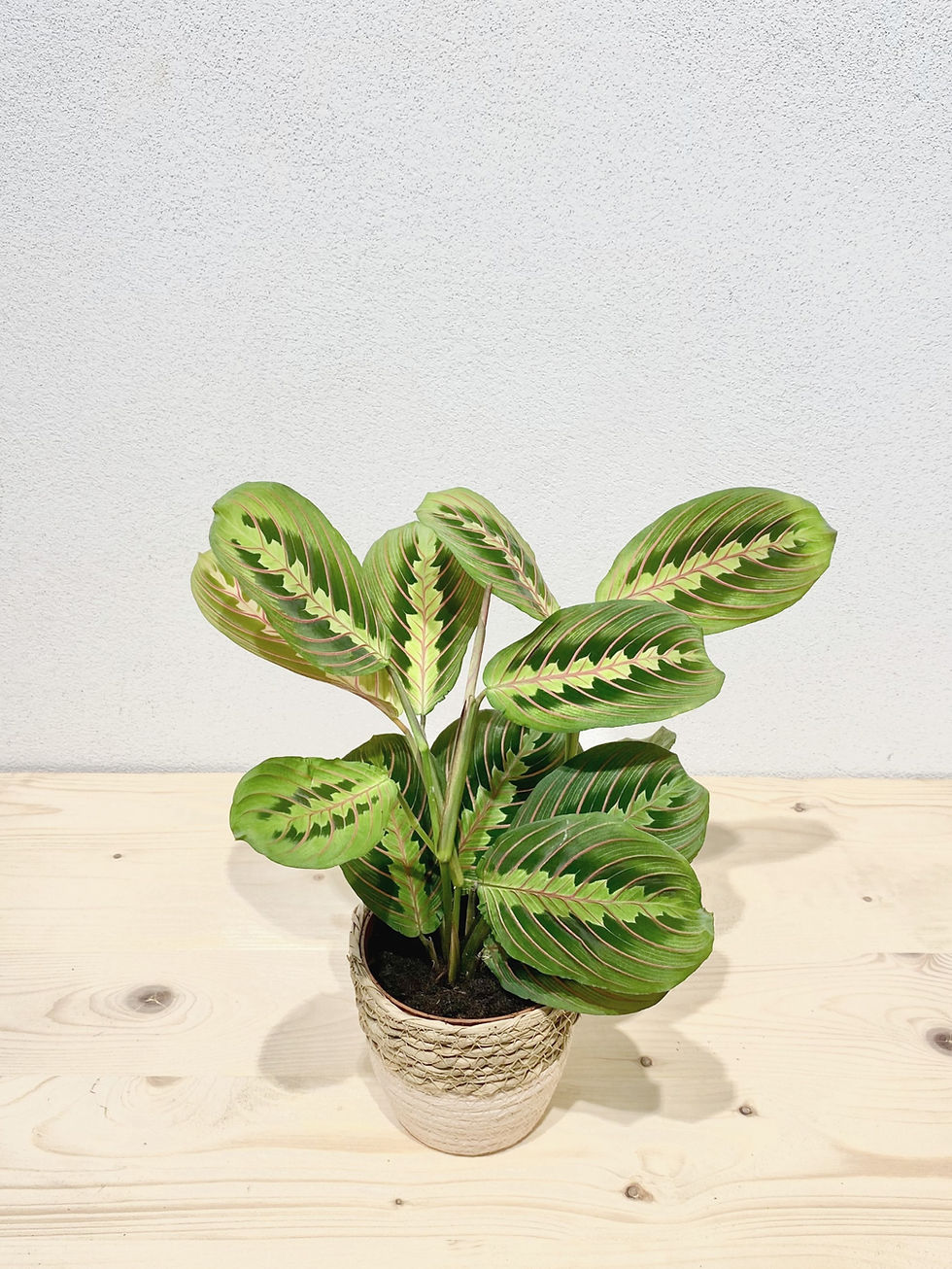 Miniature : Maranta Fascinator
