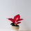 Miniature : Aglaonema Red Star