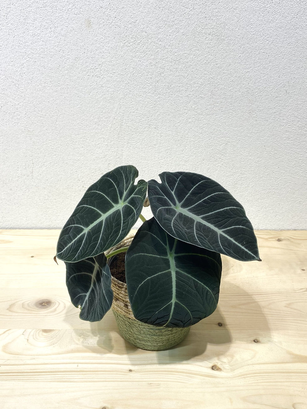 Miniature : Alocasia Black Velvet