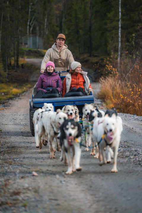Responsible and ethical husky tours by a small, local family owned kennel Arctic Woods Huskies in the autumn in Rovaniemi Lapland