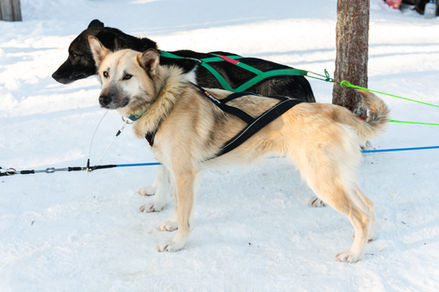 A dog named Harley of Arctic Woods Huskies pack