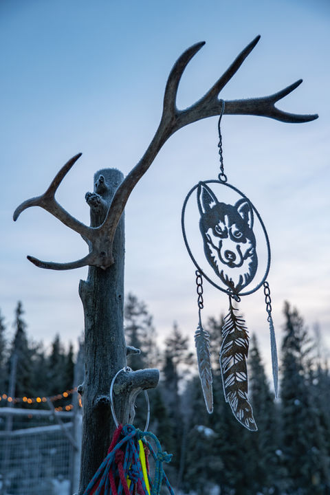 Responsible and ethical husky tours by a small, local family owned kennel Arctic Woods Huskies in the winter in Rovaniemi Lapland