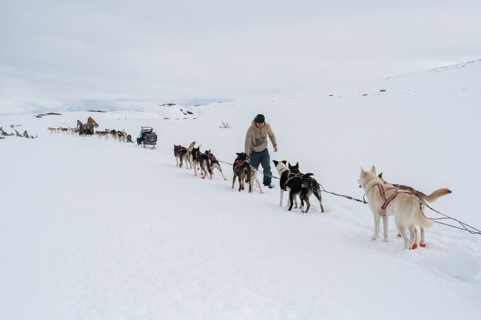 Sled dog team running in the sunny winter landscape in Muotkatunturi Wilderness area