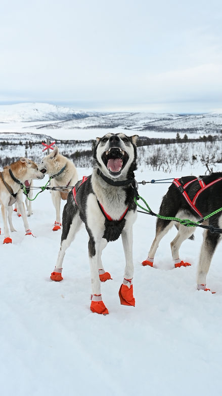 A dog named Miss of Arctic Woods Huskies pack