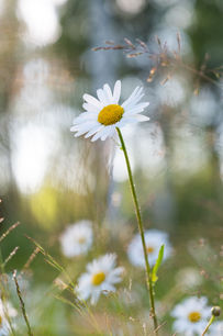 Luontovalokuvaus - nature photography - Inka Holck / valokuvaaja - photographer / Rovaniemi - Kuusamo - Lapland