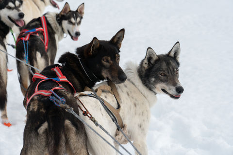 Happy sled dogs in the winter