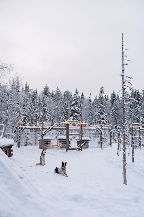 The Husky Camp by Arctic Woods Huskies at Nova Galaxy Village, Rovaniemi Lapland