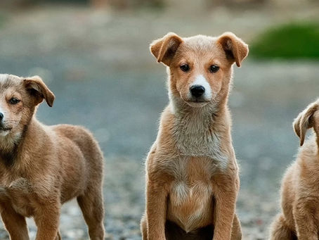 Bladder Polyps in Dogs: Polypoid Cystitis