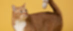 dog with nasal tumor