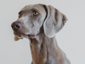 Anal Gland Cancer in Dogs: How is it Treated?