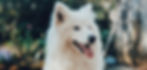dog with nasal tumor