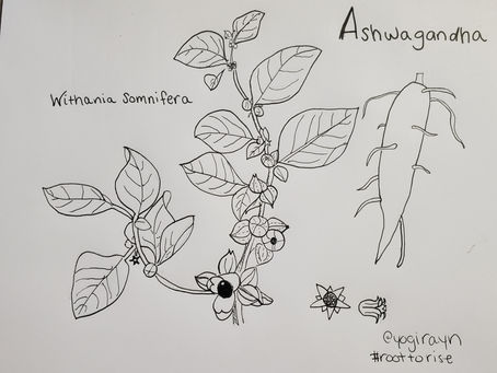 Ashwagandha