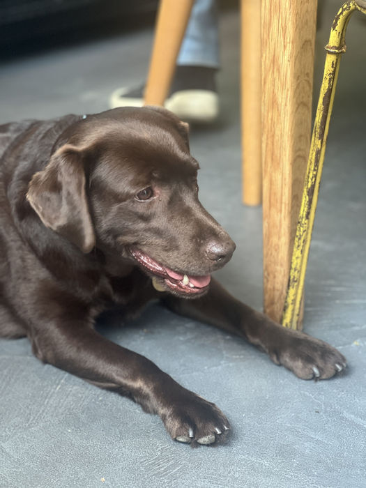 Four-Legged Regulars. From wagging tails at the counter to comfy cuddles by your side, our furry friends are part of the JUNO & SONS family.