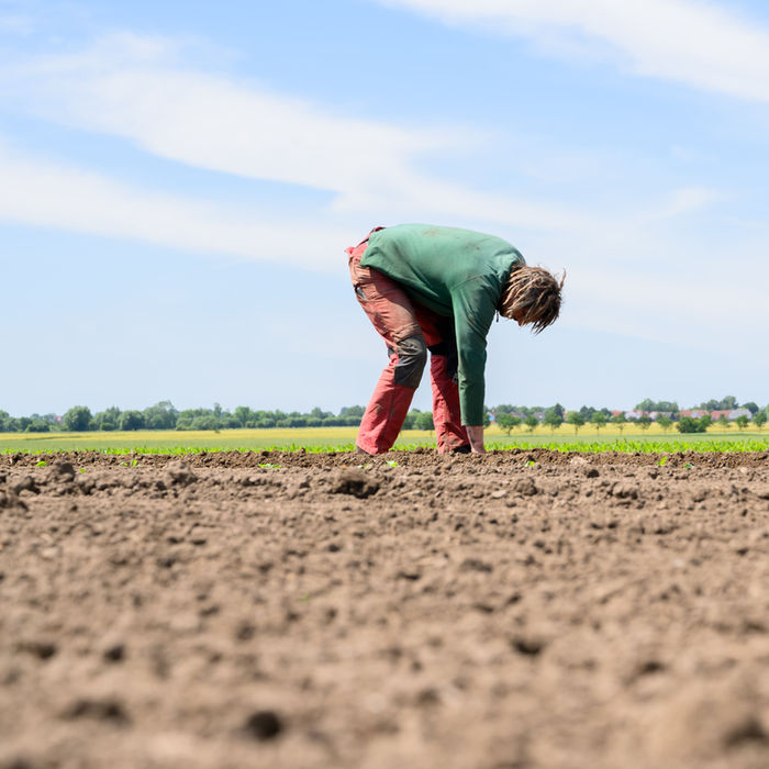 Person beugt sich über den Acker, Feld mit Himmel im Hintergrund, Ferienbauernhof Mau.