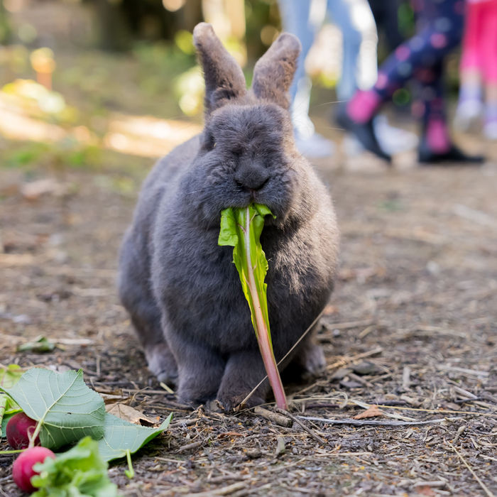 Graues Kaninchen isst Gemüse, Kinder im Hintergrund, Ferienbauernhof Mau.