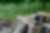 go-pro-camera-forest-min.jpg