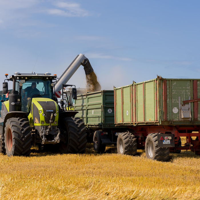 Erntemaschine belädt Anhänger mit Getreide auf dem Feld bei sonnigem Wetter.
