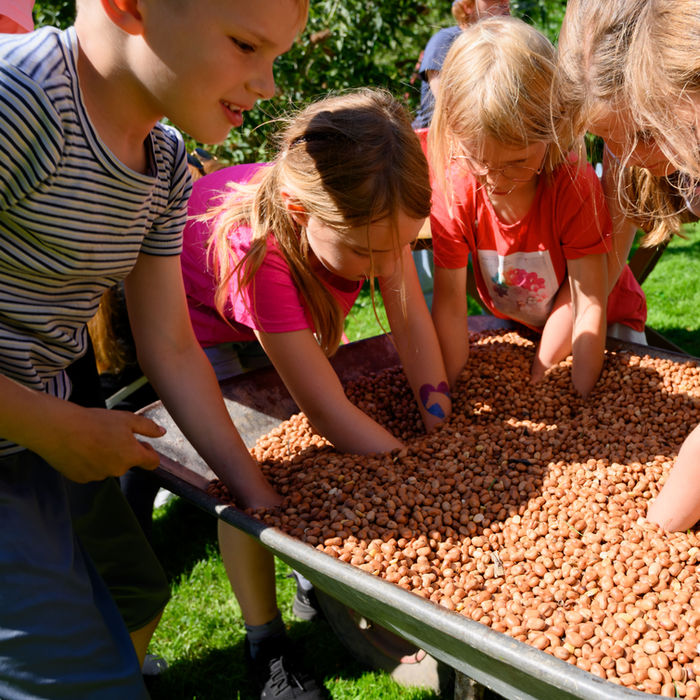 Kinder spielen mit Bohnen in Schubkarre, im Garten; Ferienbauernhof Mau