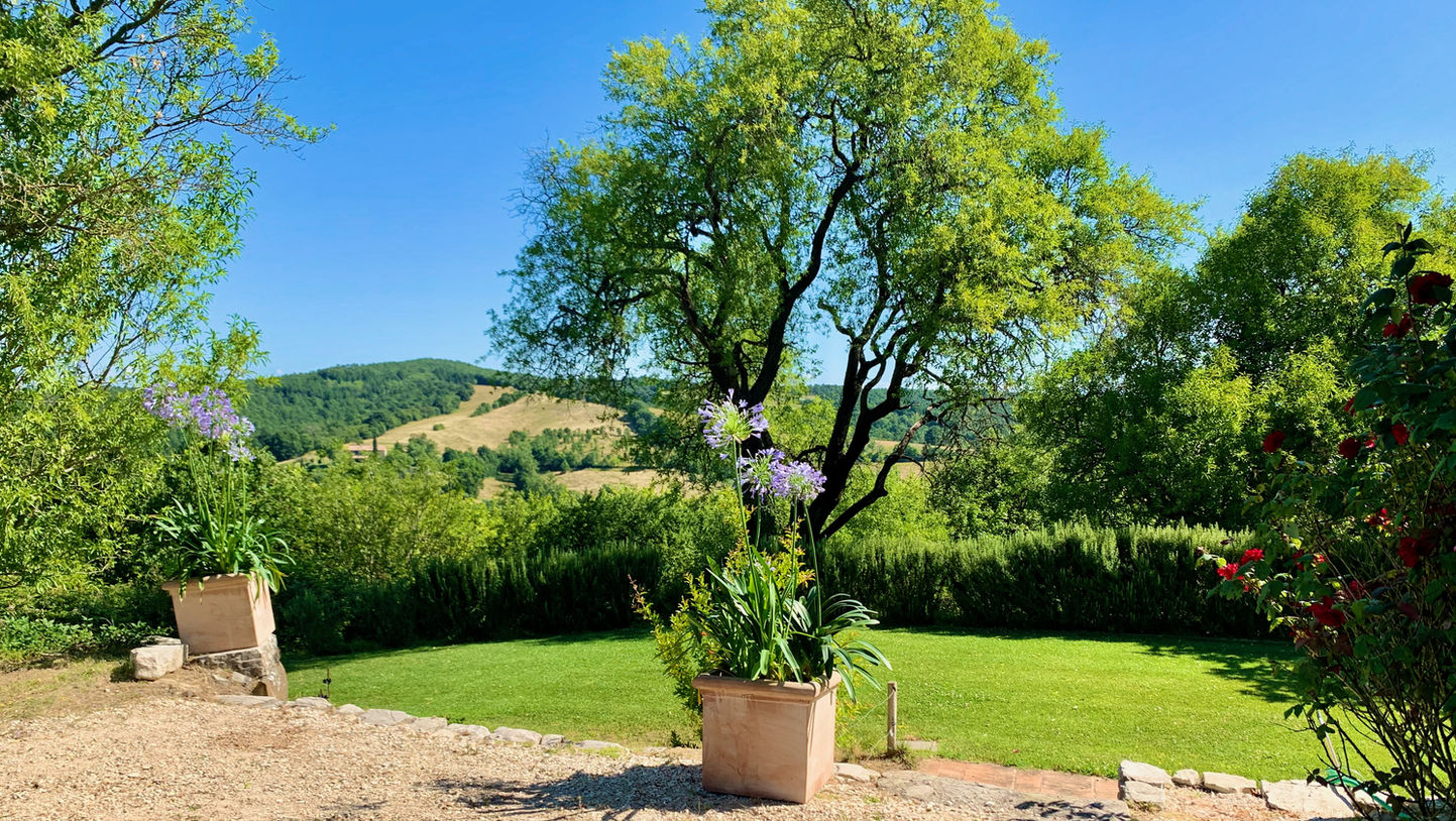 Green tree and potted Agapanthus with rolling hills background.
