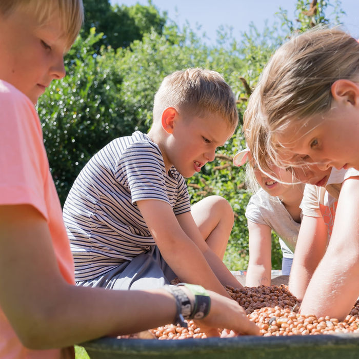Kinder spielen mit Bohnen in einem Wagen im Garten. Ferienbauernhof Mau.