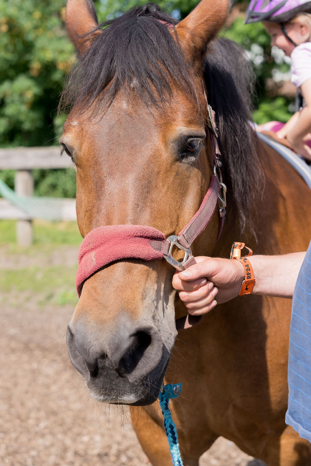 Braunes Pferd mit rotem Zaumzeug und Hand, draußen in der Natur.