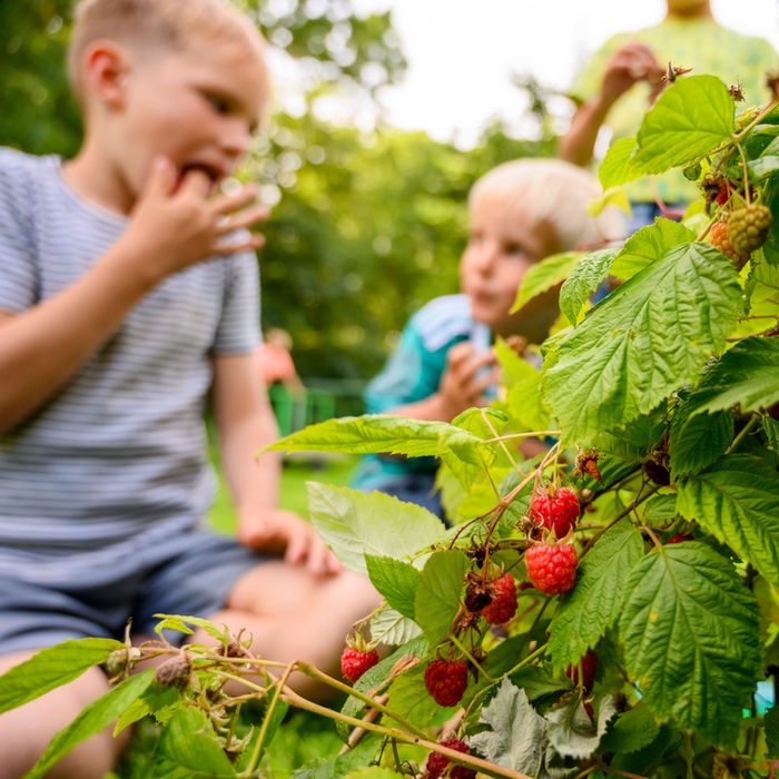 Kinder pflücken Himbeeren von einem Strauch auf einem Bauernhof. Ferienbauernhof Mau