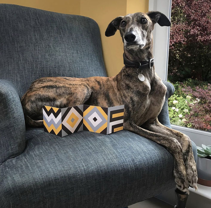 Dog on a sofa with geometric JUNO & SONS gift cards