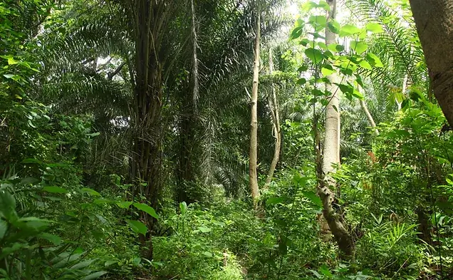 Sierra Leone, Povl
