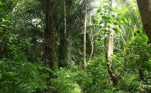 Sierra Leone, Povl