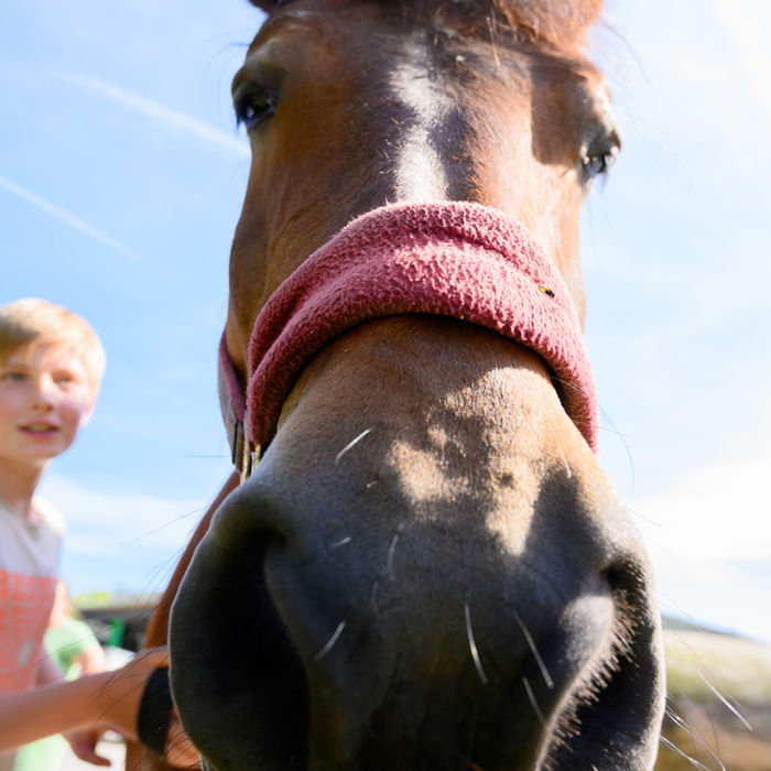 Junge und Pferd nah. Pferd mit roter Halfter, Ferienbauernhof Mau. Schöne ERLEBNISSE.