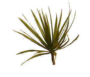 Deko-Yucca