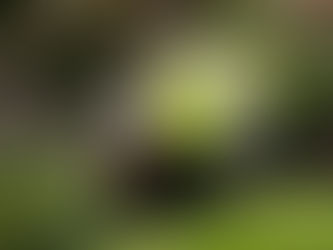 FoxMowing Brings You the Garden of Your Dreams!