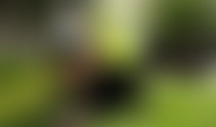 Great Tips For Improving The Lawn With Lawn Mowing Services