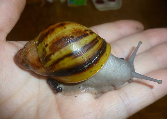 Archachatina marginata suturalis | AchatSchnecken-Team