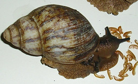 Archachatina marginata eduardi | AchatSchnecken-Team