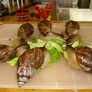 Lissachatina reticulata