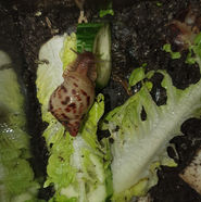 Lissachatina albopicta