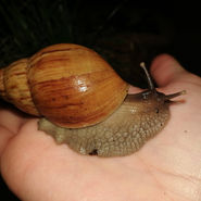 Lissachatina zanzibarica