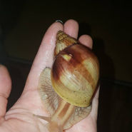 Lissachatina immaculata _Two Tone_