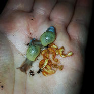 Lissachatina allisa