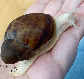 Archachatina marginata ovum | AchatSchnecken-Team